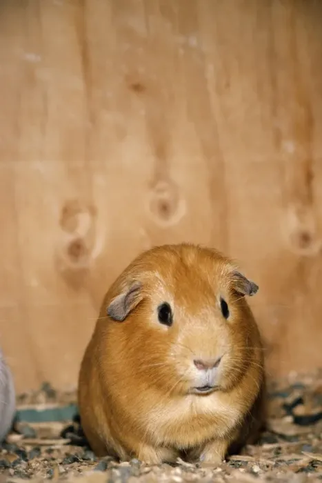 Framed Print : Guinea Pig Framed Print : Guinea Pig