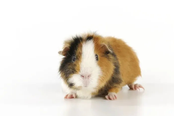 Framed Print : Guinea pig Framed Print : Guinea pig