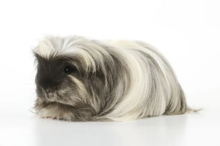 Framed Print : Guinea pig Framed Print : Guinea pig