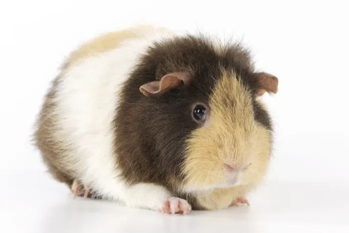 Framed Print : Guinea pig Framed Print : Guinea pig