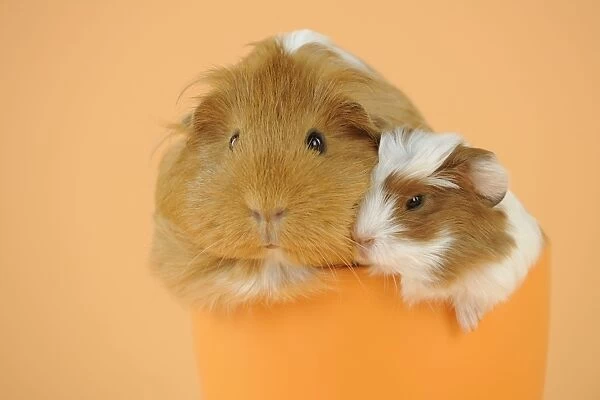 Guinea pig and baby guinea pig sitting in cup