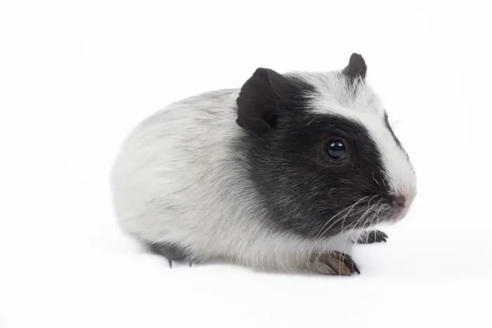 Framed Print : Guinea pig - baby in studio Framed Print : Guinea pig - baby in studio