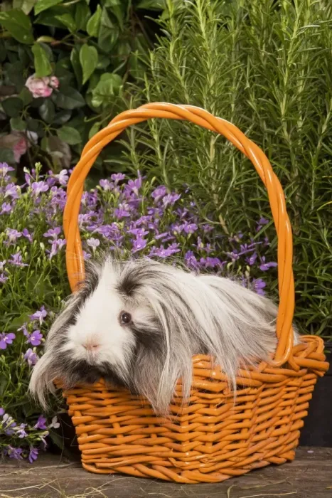 Framed Print : Guinea Pig - in basket with flowers Framed Print : Guinea Pig - in basket with flowers