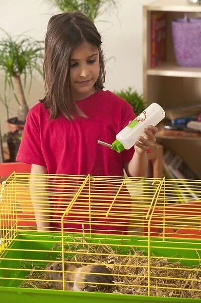 Guinea Pig in cage, being given water by girl