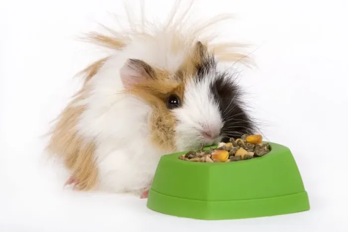 Framed Print : Guinea Pig - eating from bowl Framed Print : Guinea Pig - eating from bowl