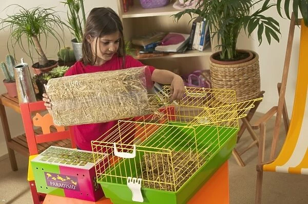 Guinea Pig - girl putting bedding in cage