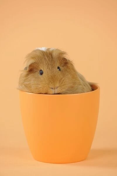 Guinea pig sitting in cup