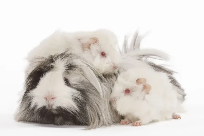 Framed Print : Guinea Pig - three in studio Framed Print : Guinea Pig - three in studio