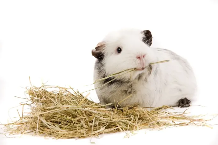 Framed Print : Guinea Pig - in studio eating straw Framed Print : Guinea Pig - in studio eating straw