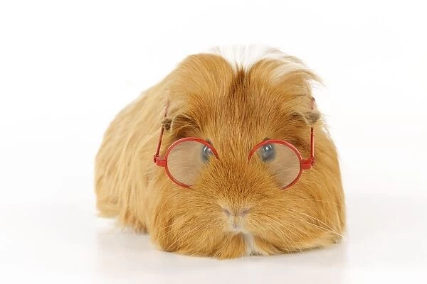 Guinea pig wearing glasses