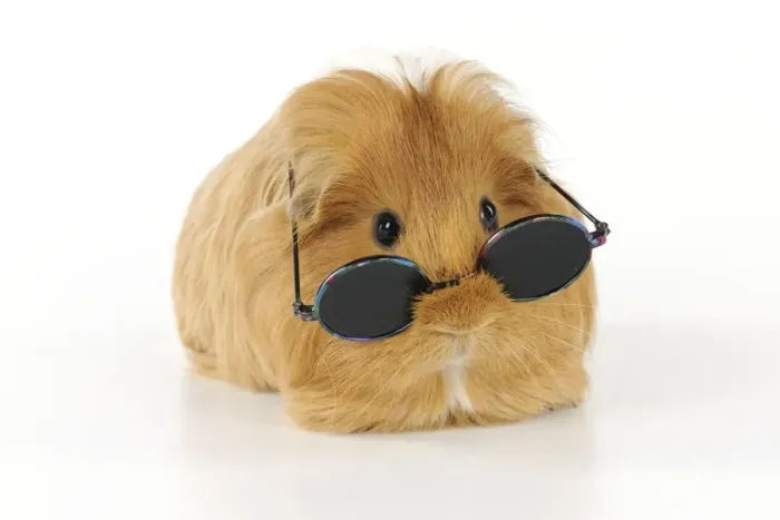 Framed Print : Guinea pig wearing glasses