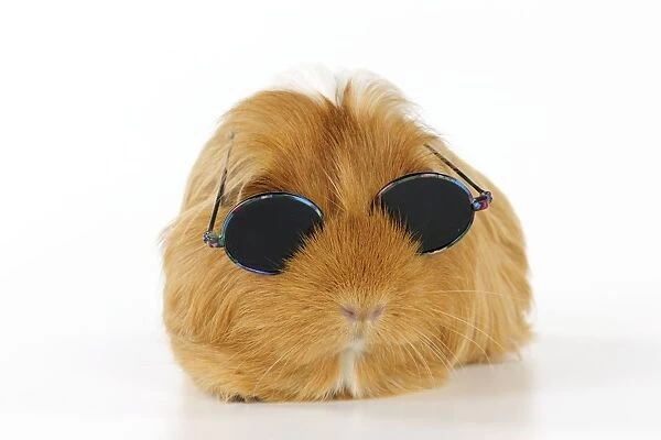 Guinea pig wearing sunglasses