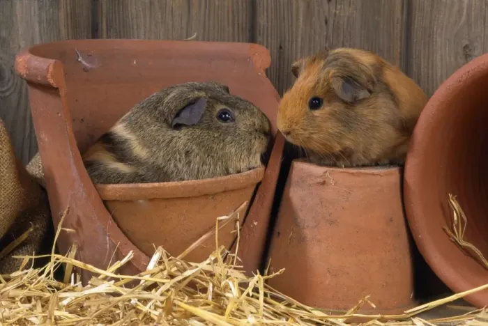 Framed Print : Guinea Pigs Framed Print : Guinea Pigs