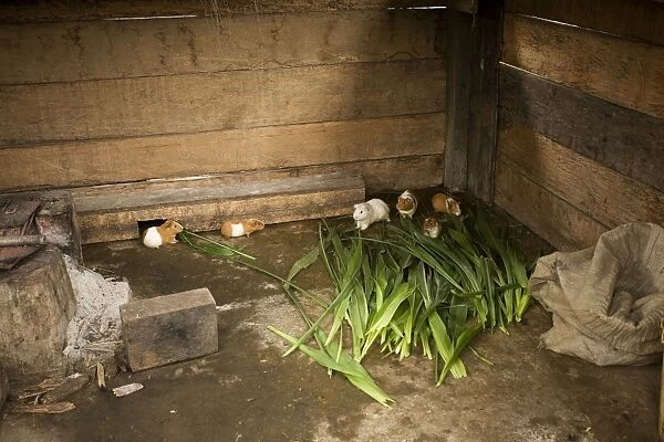 Guinea Pigs - in captivity for human consumption. Peru