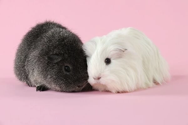 Guinea pigs sitting together