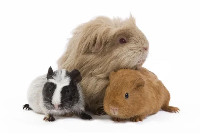 Framed Print : Guinea Pigs - in studio Framed Print : Guinea Pigs - in studio