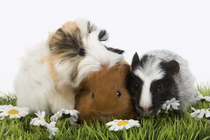 Framed Print : Guinea Pigs - in studio Framed Print : Guinea Pigs - in studio