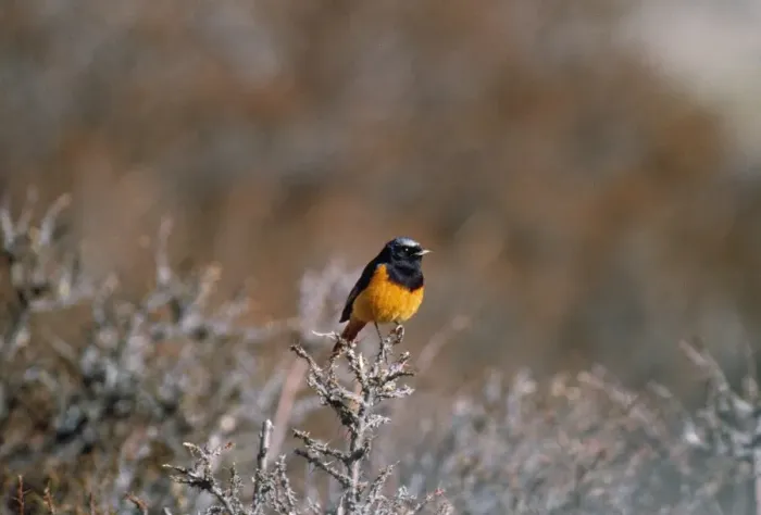 Framed Print : Guldenstadt's Redstart - on hippophae sp. bush Ladakh Jammu & Kashmir India Framed Print : Guldenstadt's Redstart - on hippophae sp. bush Ladakh Jammu & Kashmir India