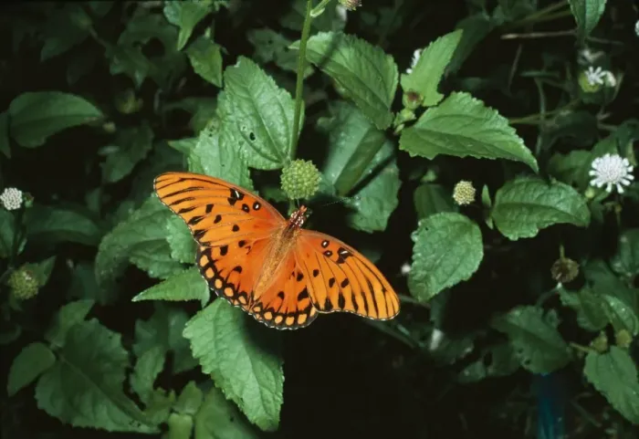 Framed Print : Gulf Fritillary Butterfly Framed Print : Gulf Fritillary Butterfly