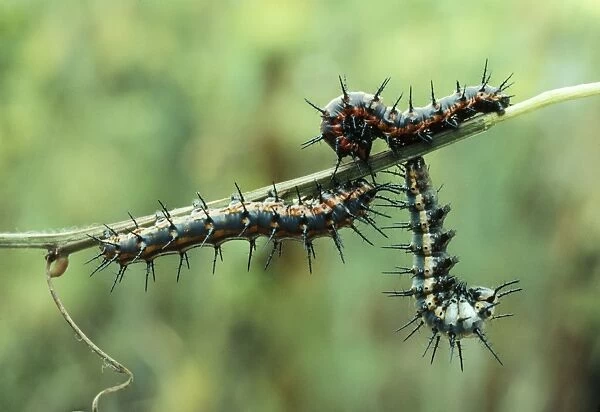 Gulf Fritillary Butterfly Larvae stage, ready to pupate