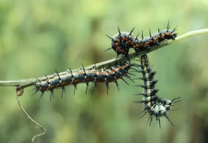 Framed Print : Gulf Fritillary Butterfly Larvae stage, ready to pupate Framed Print : Gulf Fritillary Butterfly Larvae stage, ready to pupate