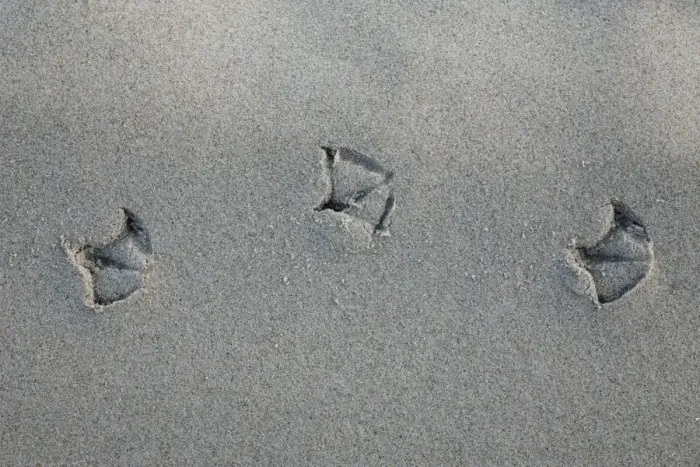 Framed Print : Gull - foot prints - in sand on beach - Texel Island - Holland Framed Print : Gull - foot prints - in sand on beach - Texel Island - Holland