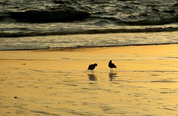 Gull silhouette on beach at sunset JPF32936