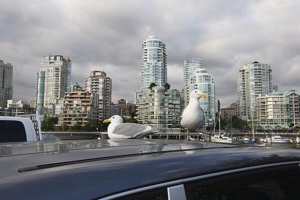 Gulls - resting on top of car. Granville Island - Vancouver - Canada