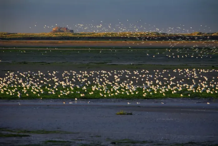 Framed Print : Gulls Resting - on estuary at low tide, Budle Bay wildfowl reserve, looking northwards towards Lindisfarne castle on Holy Island, Northumberland National Park, autumn, England Framed Print : Gulls Resting - on estuary at low tide, Budle Bay wildfowl reserve, looking northwards towards Lindisfarne castle on Holy Island, Northumberland National Park, autumn, England