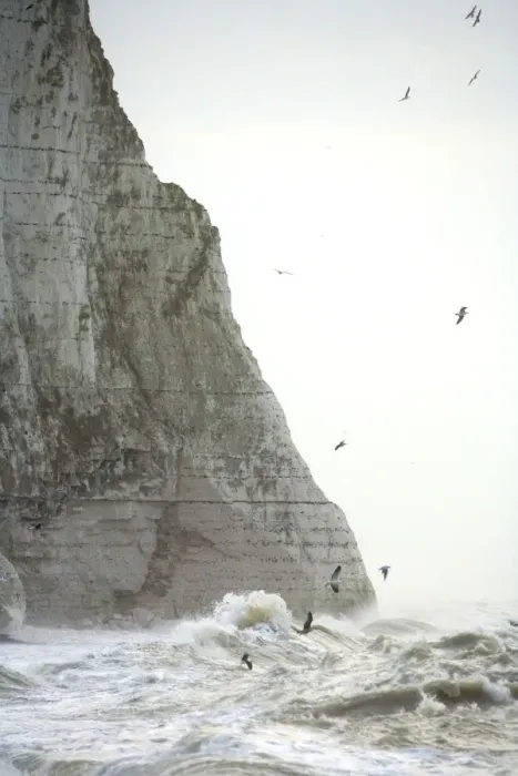 Framed Print : Gulls Over rough seas at the foot of the Seven Sisters East Sussex Coast, UK Framed Print : Gulls Over rough seas at the foot of the Seven Sisters East Sussex Coast, UK
