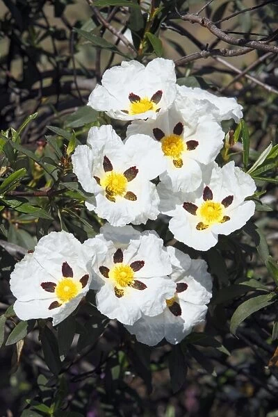 Gum Cicstus - flowers, Alentejo region, Portugal