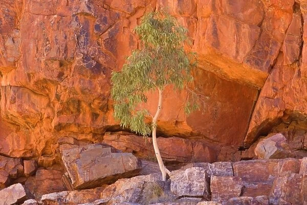 Gum Tree growing in rock wall - a small gum tree backlighted by sunlight, grows in a towering steep cliff wall of Ormiston Gorge high above save ground
