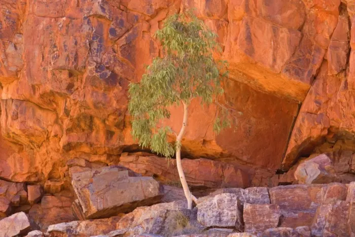 Framed Print : Gum Tree growing in rock wall - a small gum tree backlighted by sunlight, grows in a towering steep cliff wall of Ormiston Gorge high above save ground Framed Print : Gum Tree growing in rock wall - a small gum tree backlighted by sunlight, grows in a towering steep cliff wall of Ormiston Gorge high above save ground