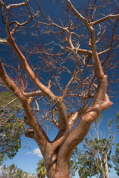 Gumbo limbo tree  /  Tourist tree. USA