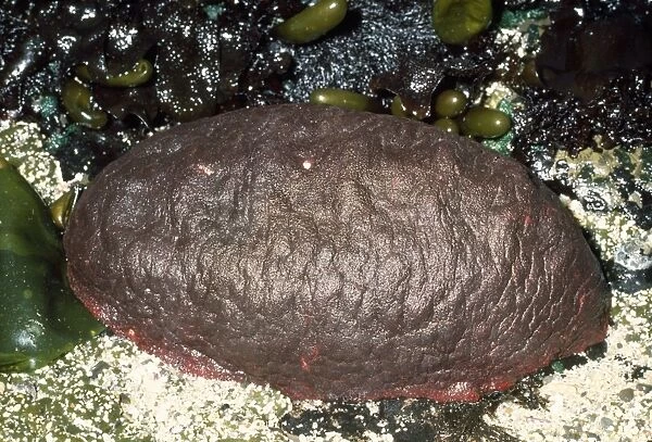 Gumboot Chiton (Molusca) - world's largest species. Eureka, California, USA