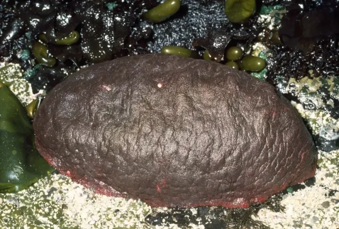 Framed Print : Gumboot Chiton (Molusca) - world's largest species. Eureka, California, USA Framed Print : Gumboot Chiton (Molusca) - world's largest species. Eureka, California, USA
