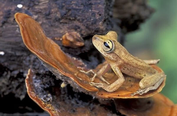 Gunther's Banded Treefrog - Tambopata Candamo Reserve - Peru