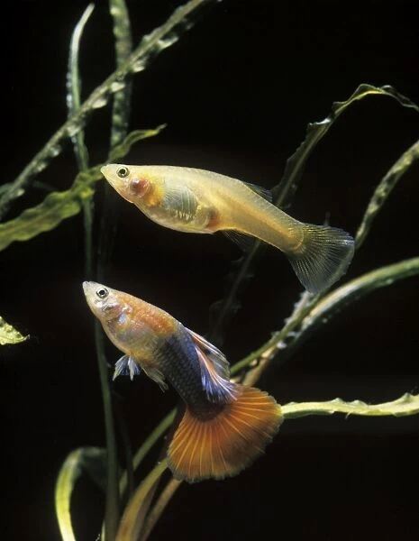 Guppy - male and female