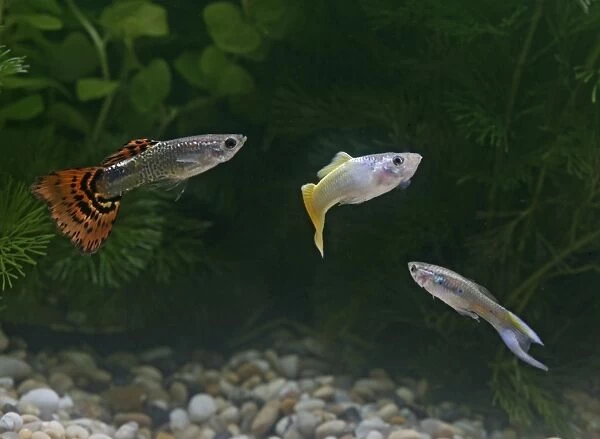 Guppy  /  Millionfish – 3 males- tropical freshwater – variants - originally South & Central America 002745