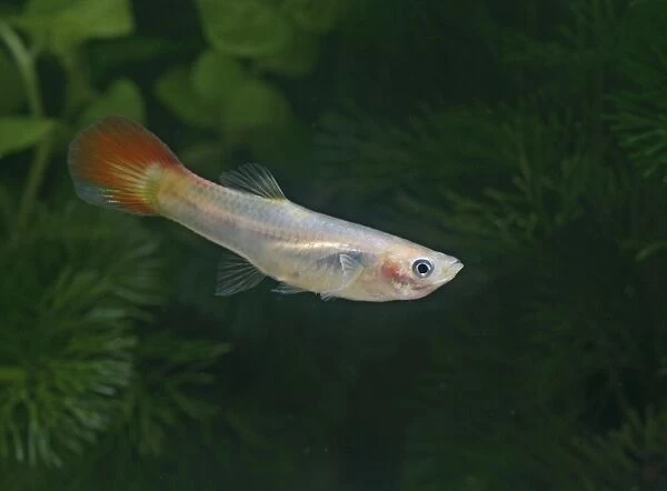 Guppy  /  Millionfish - female- tropical freshwater – variant - originally South & Central America 002721