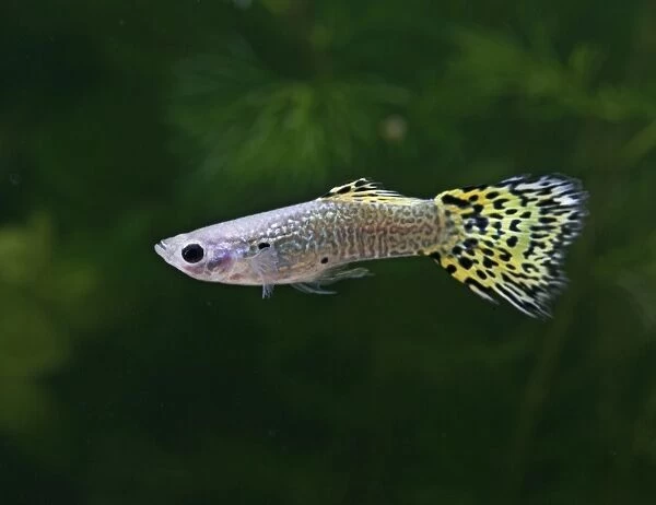 Guppy  /  Millionfish – lemon snakeskin male - tropical freshwater – variant - originally South & Central America 002717
