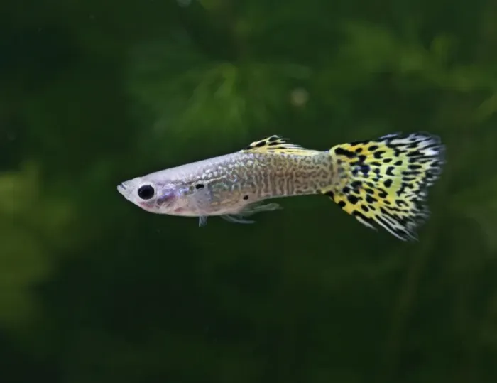 Framed Print : Guppy / Millionfish – lemon snakeskin male - tropical freshwater – variant - originally South & Central America 002717 Framed Print : Guppy / Millionfish – lemon snakeskin male - tropical freshwater – variant - originally South & Central America 002717