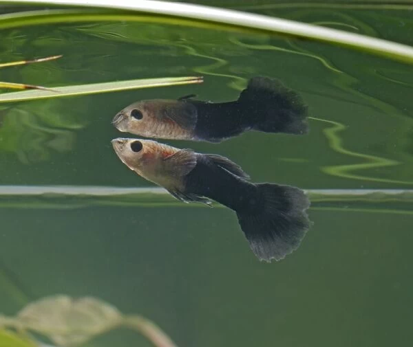 Guppy  /  Millionfish - male with reflection - tropical freshwater – variant - originally South & Central America 002746