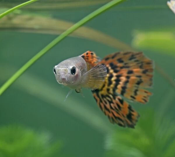 Guppy  /  Millionfish - male - tropical freshwater – variant - originally South & Central America 002749