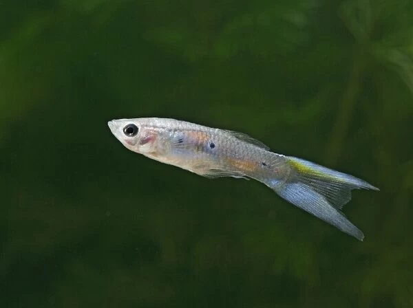 Guppy  /  Millionfish - male- tropical freshwater – variant - originally South & Central America 002733
