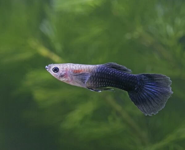 Guppy  /  Millionfish - male - tropical freshwater – variant - originally South & Central America 002730