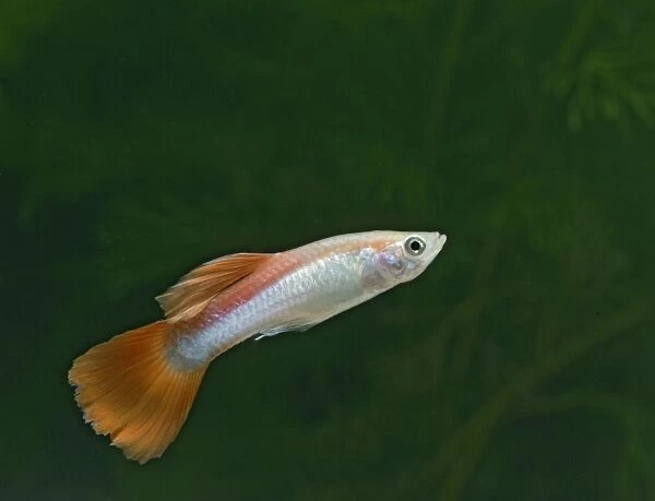 Guppy  /  Millionfish - male - tropical freshwater – variant - originally South & Central America 002728