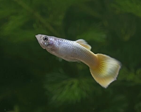 Guppy  /  Millionfish - male- tropical freshwater – variant - originally South & Central America 002725