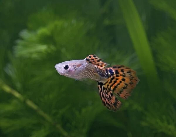 Guppy  /  Millionfish - male- tropical freshwater – variant - originally South & Central America 002723