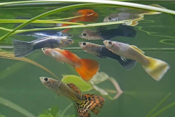 Framed Print : Guppy / Millionfish - males with reflections - tropical freshwater – variants - originally South & Central America 002754 Framed Print : Guppy / Millionfish - males with reflections - tropical freshwater – variants - originally South & Central America 002754